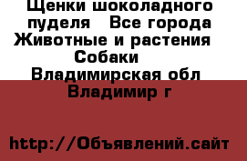 Щенки шоколадного пуделя - Все города Животные и растения » Собаки   . Владимирская обл.,Владимир г.